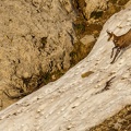 chamois 1