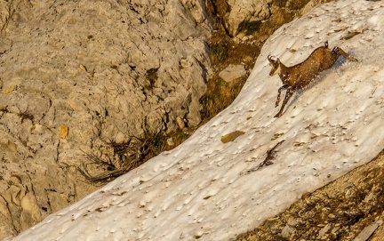 chamois 1