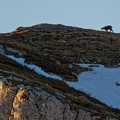 chamois 4