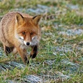 renard