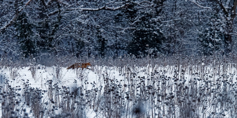 11 - Renard d'hiver.jpg