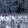 11 - Renard d'hiver