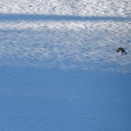 12 - Sauts d'hiver