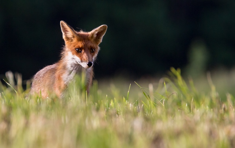 13 - Renard du matin.jpg