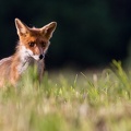 13 - Renard du matin