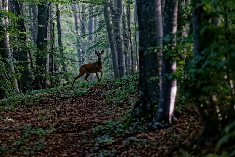 16 - Apparition en sous-bois.jpg