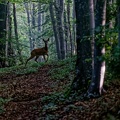 16 - Apparition en sous-bois
