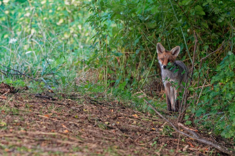 21 - Pensées de renard.jpg