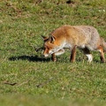 22 - Renard de printemps