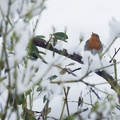 23 - Chanson d'hiver