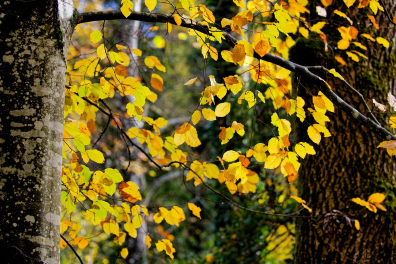 50_200_test_39.jpg